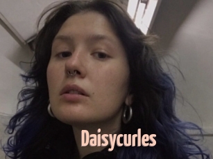 Daisycurles